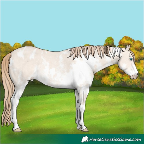 Horse Color:White Spotted Perlino Dun Sabino Rabicano 