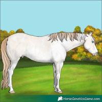 Horse Color:White Spotted Perlino Dun Sabino Rabicano 