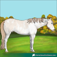 Horse Color:White Spotted Perlino Dun Sabino Rabicano