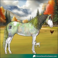 Horse Color:Nacre Amber Champagne Splash Appaloosa 