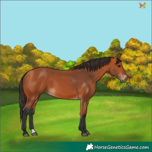 Horse Color:Bay 