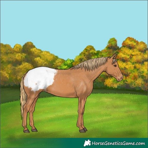 Horse Color:Chestnut Snowcap