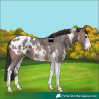 Horse Color:Brown Ice Sabino Tobiano Blanket 