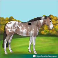 Horse Color:Brown Ice Sabino Tobiano Appaloosa 