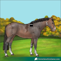Horse Color:Bay Ice Sabino Varnish
