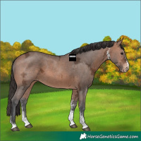 Horse Color:Bay Ice Sabino Appaloosa 