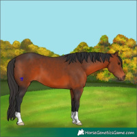 Horse Color:Brown 