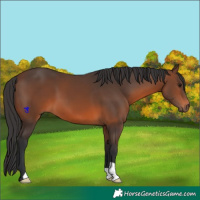 Horse Color:Brown 