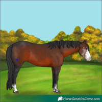 Horse Color:Brown Sabino 