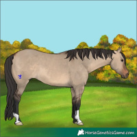 Horse Color:Brown Dun 