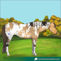 Horse Color:White Spotted Buckskin Dun 