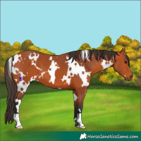 Horse Color:White Spotted Bay 