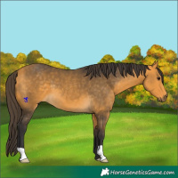 Horse Color:Buckskin 