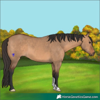 Horse Color:Bay Dun