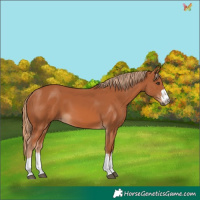 Horse Color:Chestnut 