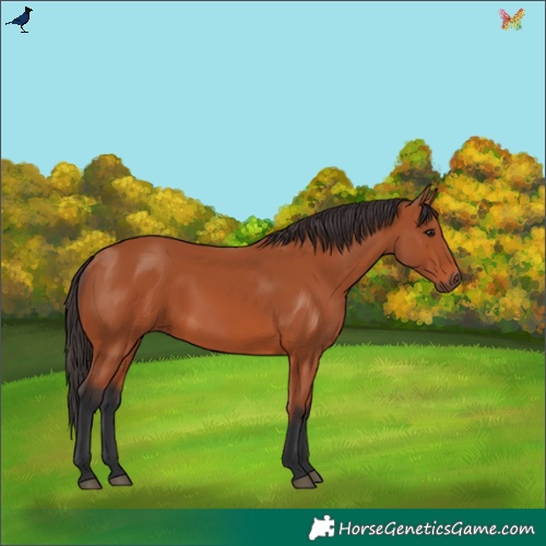 Horse Color:Bay 