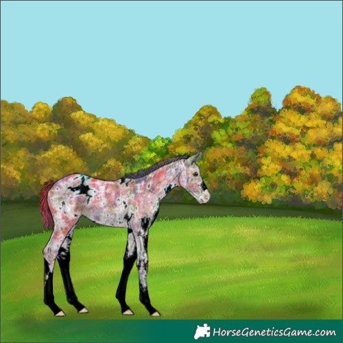 Horse Color:Nacre Plaid  White Spotted Brown Ice Mushroom Varnish 
