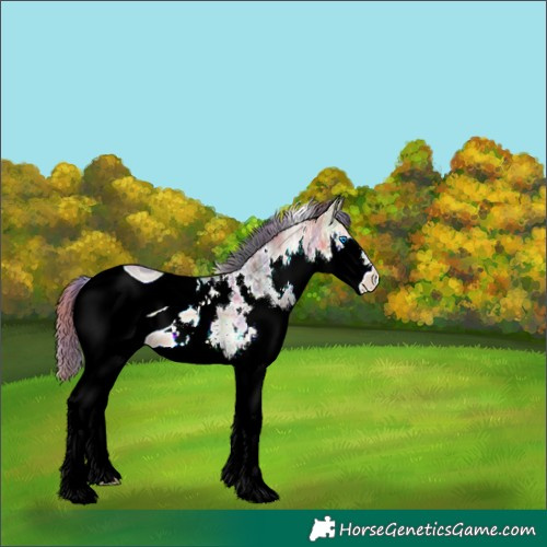 Horse Color:ERROR: UNKNOWN ANOMALY