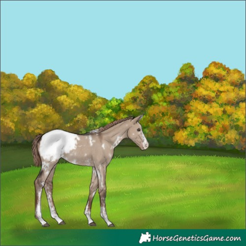 Horse Color:White Spotted Liver Red Dun Sabino Snowcap Rabicano