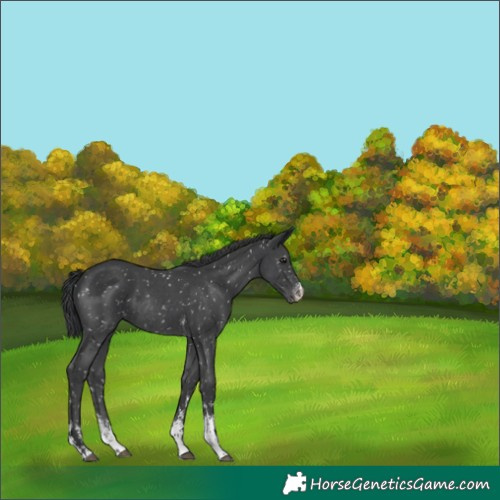 Horse Color:Black Sabino Snowflake Varnish Rabicano 