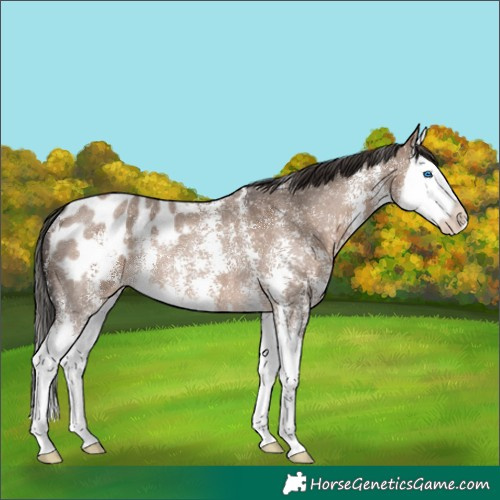 Horse Color:Liver Red Dun Sabino Splash Blanket Rabicano