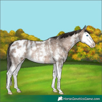 Horse Color:Liver Red Dun Sabino Splash Blanket Rabicano 