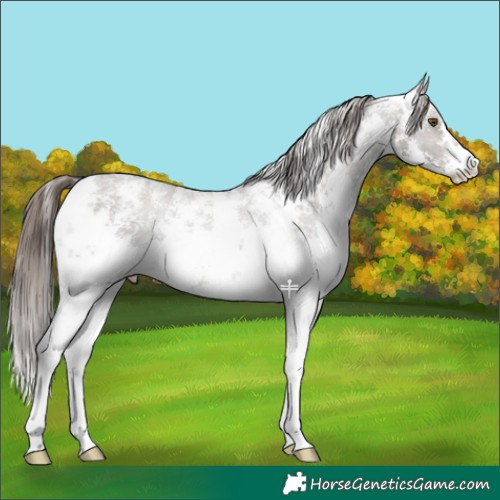 Horse Color:Liver Chestnut Sabino Appaloosa 