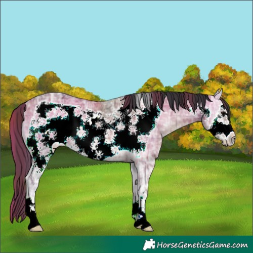 Horse Color:Plaid  Bay Ice Onyx Frame Rabicano 