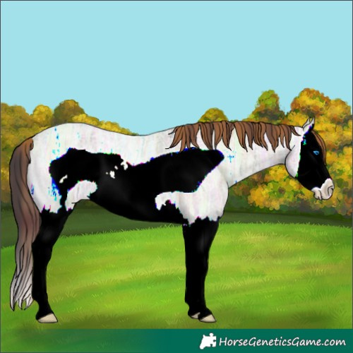 Horse Color:Plaid Bay Ice Roan Onyx Splash Frame Rabicano