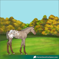 Horse Color:Liver Red Dun Appaloosa Rabicano 