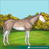 Horse Color:Red Dun Mushroom Splash Appaloosa Rabicano 