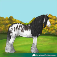 Horse Color:White Spotted Brown Splash Appaloosa
