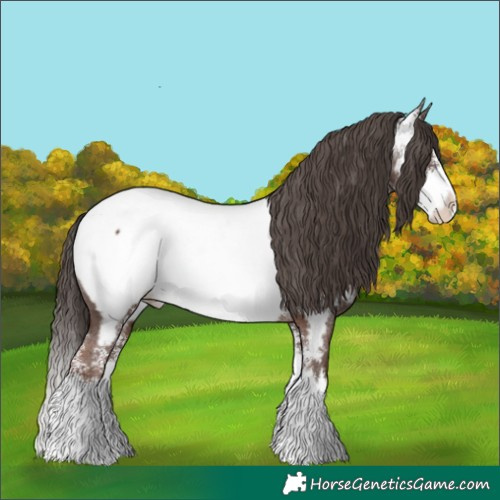 Horse Color:Liver Chestnut Sabino Splash Near Fewspot 