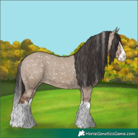 Horse Color:White Spotted Liver Red Dun Splash Appaloosa 