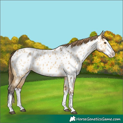 Horse Color:Buckskin Dun Sabino Splash Appaloosa 