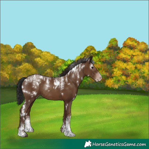 Horse Color:Powder White Gray White Spotted Classic Champagne Rabicano 