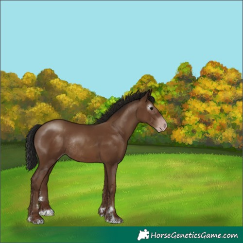 Horse Color:Gray Classic Champagne Rabicano 