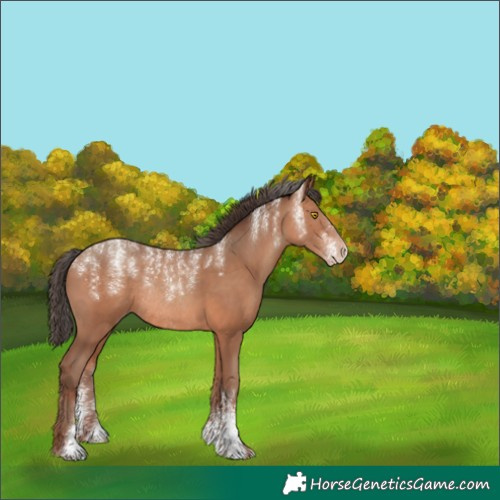 Horse Color:Powder White Amber Champagne Rabicano 