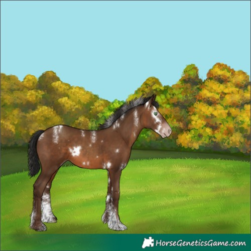 Horse Color:Powder White Gray White Spotted Sable Champagne Rabicano 