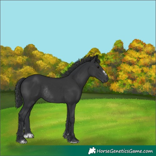 Horse Color:Black Rabicano 