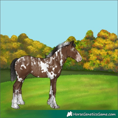 Horse Color:Powder White Gray White Spotted Classic Champagne Rabicano 