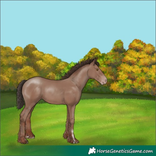 Horse Color:Classic Champagne Rabicano 
