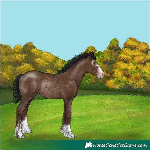 Horse Color:Gray Classic Champagne Rabicano 