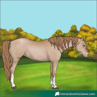 Horse Color:Black Pearl Sabino