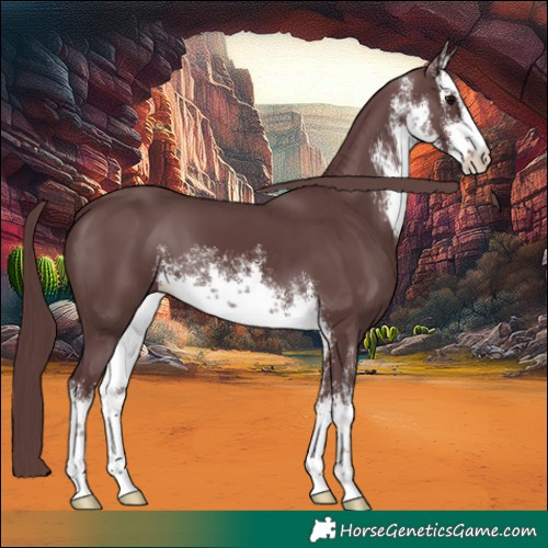Horse Color:White Spotted Chocolate Black 