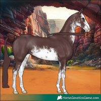 Horse Color:White Spotted Chocolate Black