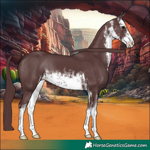 Horse Color:White Spotted Chocolate Black 