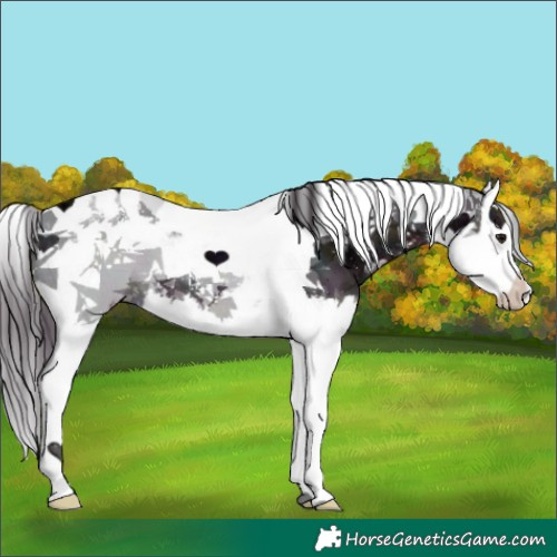 Horse Color:Midnight Buckskin Ice Splash Tobiano 