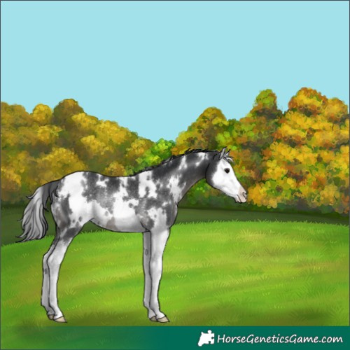 Horse Color:White Spotted Black Splash Rabicano 
