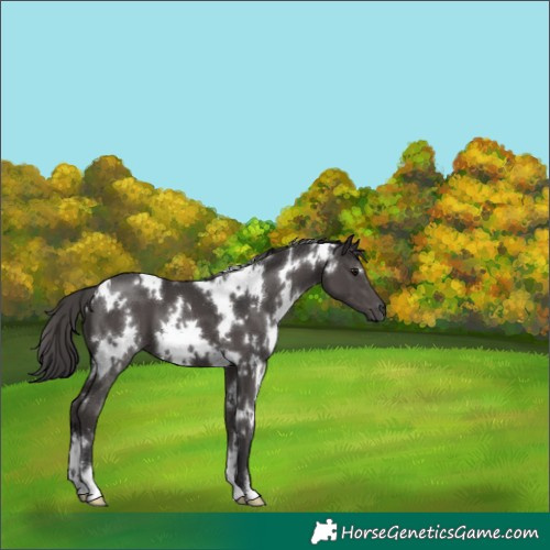 Horse Color:White Spotted Smoky Black 
